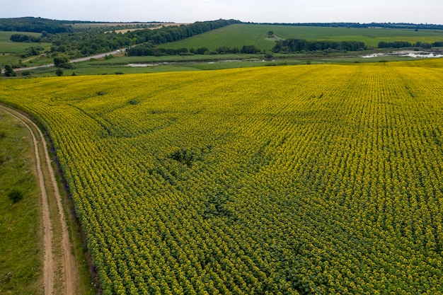 farm field agriculture view from above