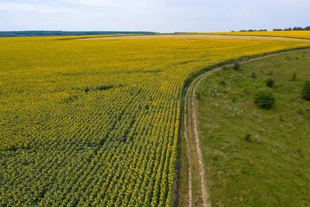 farm field agriculture view from above