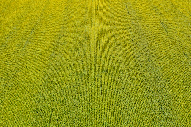 farm field agriculture view from above