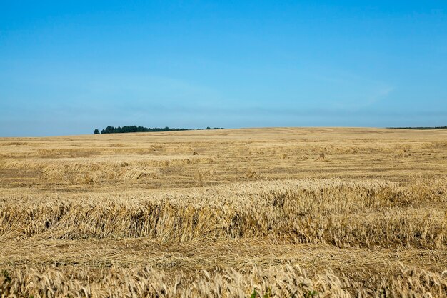 Farm field cereals - Agricultural field on which grow up cereals wheat, Belarus, ripe and yellowed cereals, small depth of field