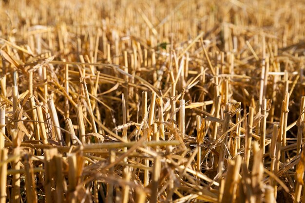 Farm field cereals