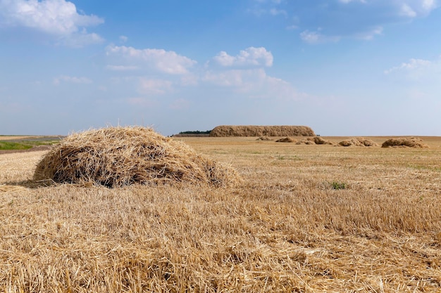 Farm field cereals