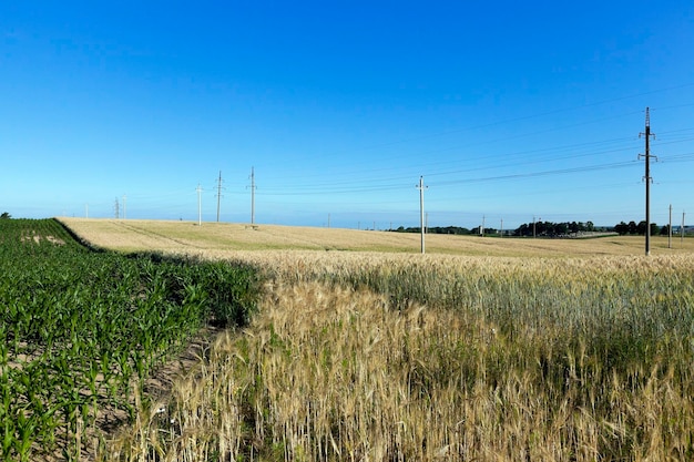 Cereali da campo agricolo