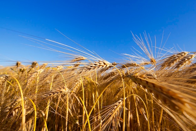 Cereali da campo agricolo