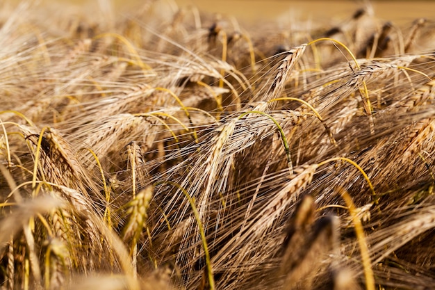 Farm field cereals