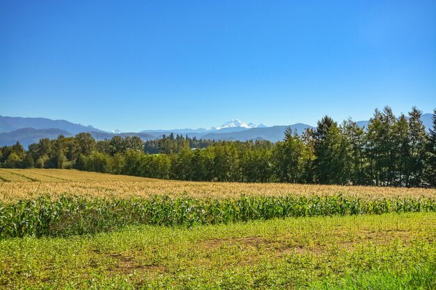 Farm field of corn with mountain and blue sky background