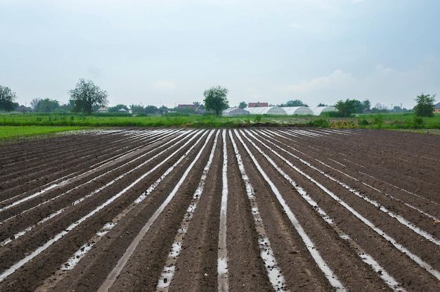 The farm field is flooded with heavy torrential rains threat of\
loss of future potato harvest unstable weather damage to farms and\
the agroindustry farming agriculture landscape