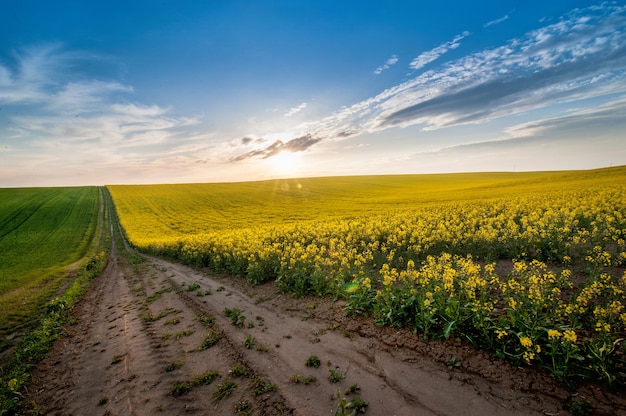 Farm field lines of green and rapeflowerfield evening landscape