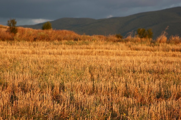 Farm field stubble Gorgeous rural landscape