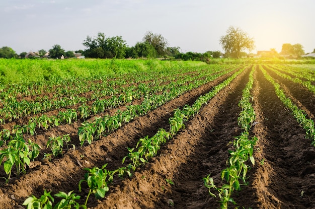 Farm field sweet pepper plantation Growing vegetables outdoors on open ground