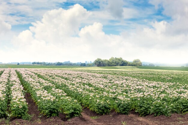 A farm field with rows of potatoes in bloom Flowering potatoes Growing potatoes