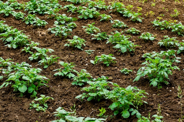 Farm field with rows of young potato plants growing outside agriculture eco product