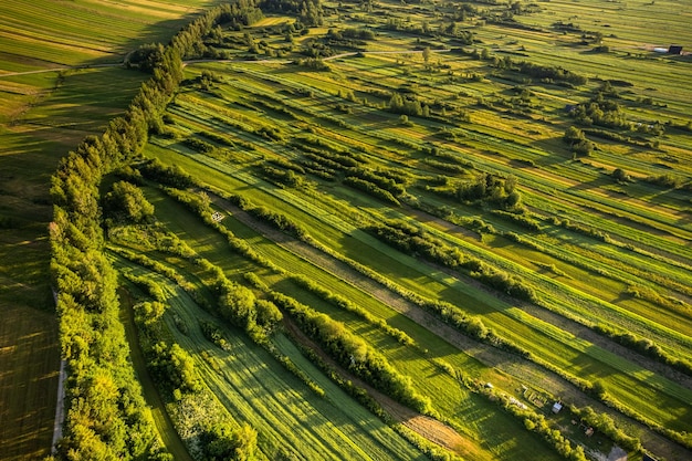 Farm fields aerial drone view at summer Agriculture landscape at sunrise