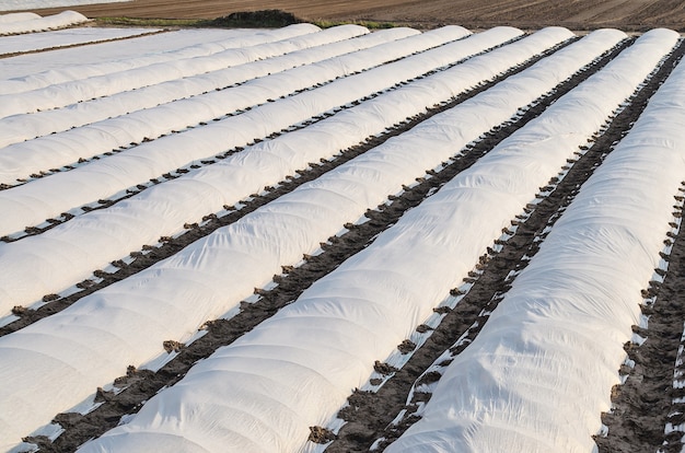 Campi agricoli ricoperti da file di spunbond ricoperti da membrane con patate piantate all'inizio della primavera