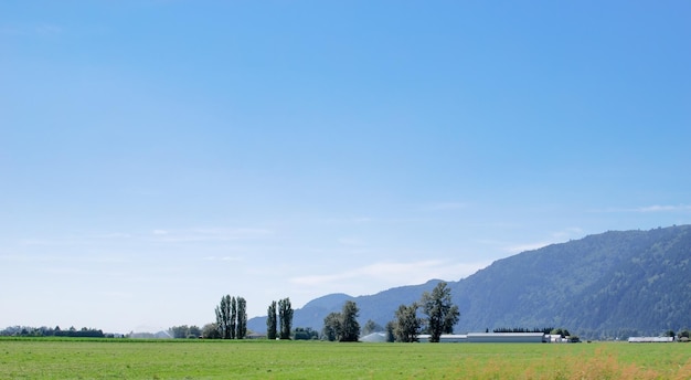 Farm fields in fraser valley on bright summer day