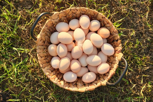 Farm fresh chicken eggs in basket on the grass in nature, healthy natural food