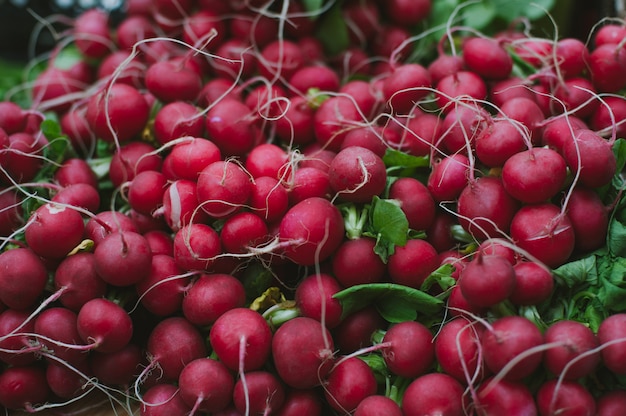 Farm Fresh Radishes