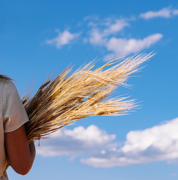 Farm girl holding wheat ears on a field