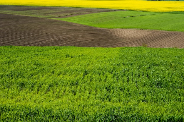 Farm green field lines of arable land and rapeflowerfield landscape