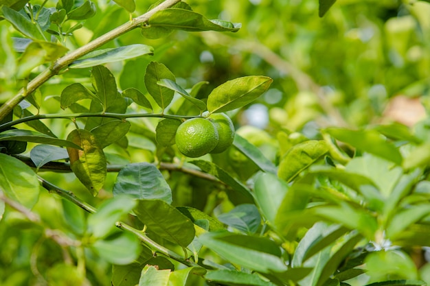 farm green lime on tree