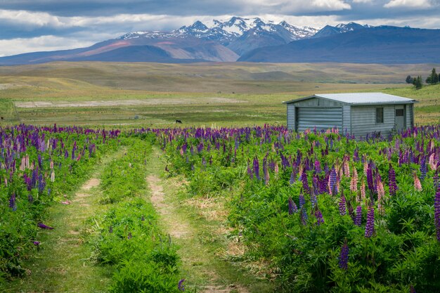 Farm House in Lupin veld nabij Lake Tekapo