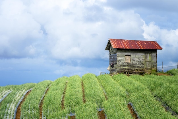 A farm house sits in a field with a red tin roof.