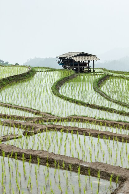 The farm hut in rice field