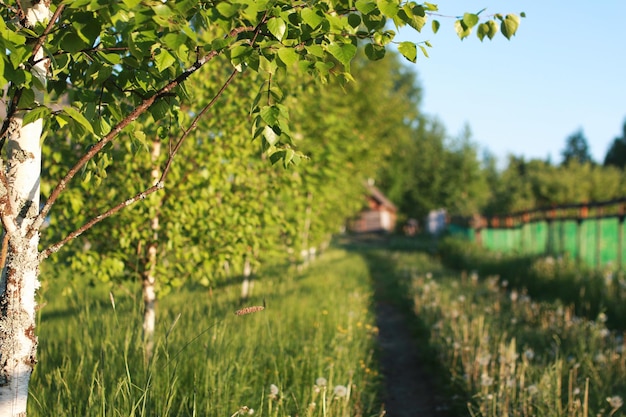 Farm landscape outdoor in sunset time