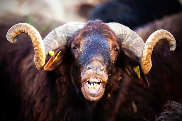 A Farm Mammal Animal Sheep Looking Closer Shot Photo