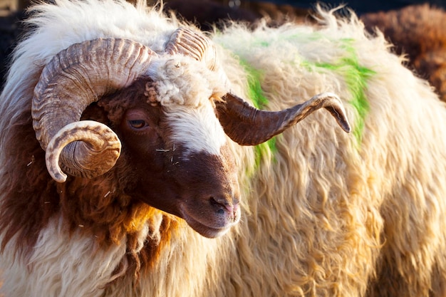 Фермерское млекопитающее, животное, овца, смотрящая ближе. Фото