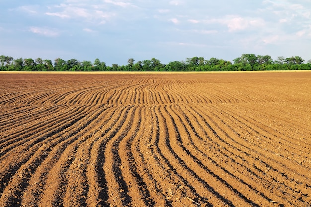 Farm meadow. Composition of nature.