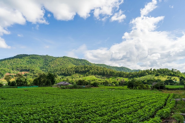 A farm in the mountains with a blue sky and clouds