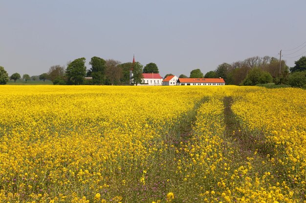 Farm of oilseed rape against sky