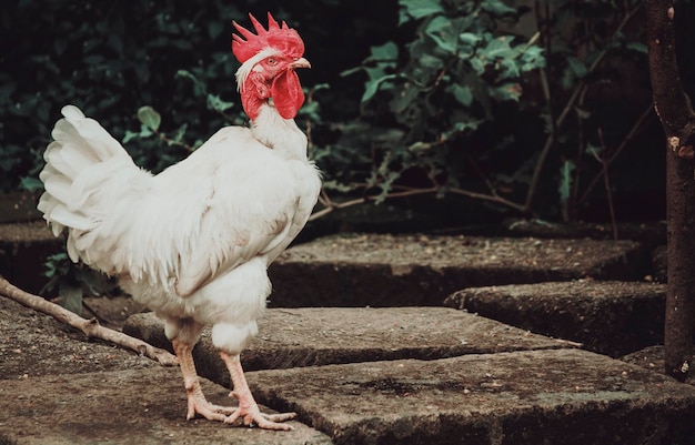 Farm rooster in the yard close up of a breed rooster in a yard Beautiful white breed rooster in the yard