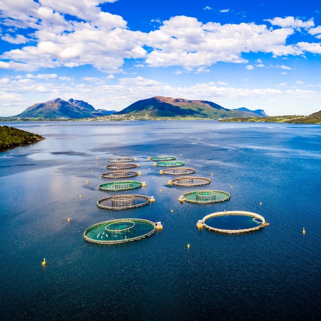 Farm salmon fishing in Norway Aerial FPV drone photography.