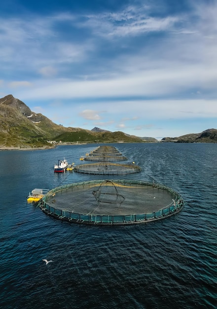 Pesca del salmone dell'azienda agricola in norvegia. la norvegia è il più grande produttore di salmone d'allevamento al mondo, con oltre un milione di tonnellate prodotte ogni anno.