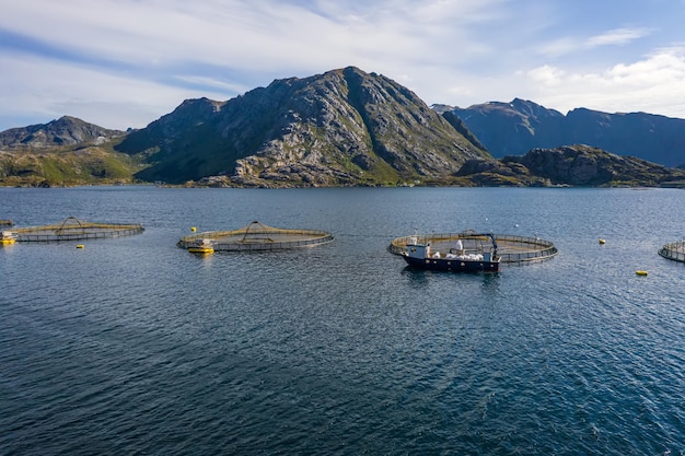 ノルウェーの養殖鮭釣り。ノルウェーは世界最大の養殖サーモンの生産国であり、毎年100万トン以上が生産されています。