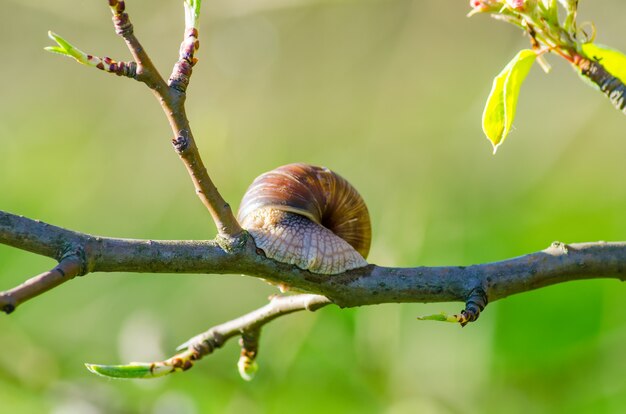 On a farm, snails creep along fruit trees.