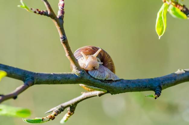 On a farm, snails creep along fruit trees