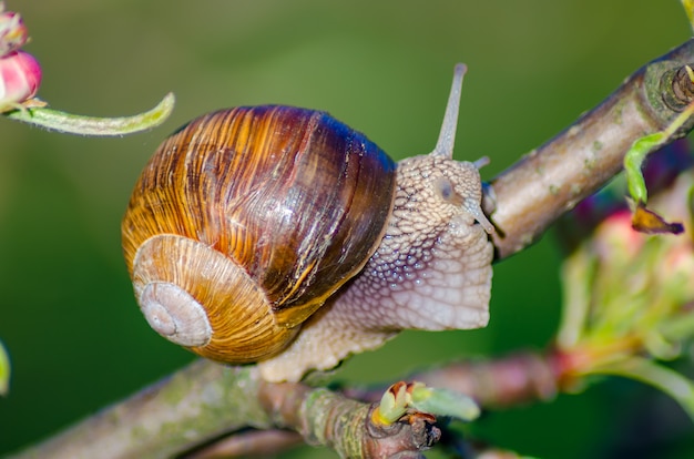 On a farm, snails creep along fruit trees