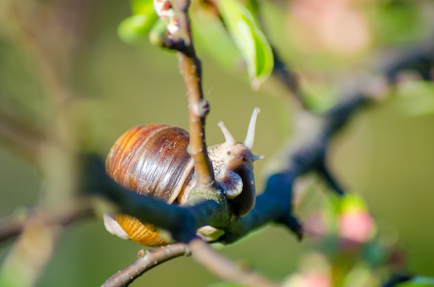 On a farm, snails creep along fruit trees.