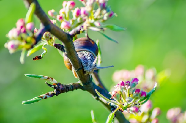 On a farm, snails creep along fruit trees.