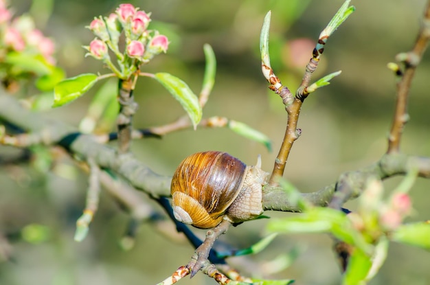 On a farm snails creep along fruit trees