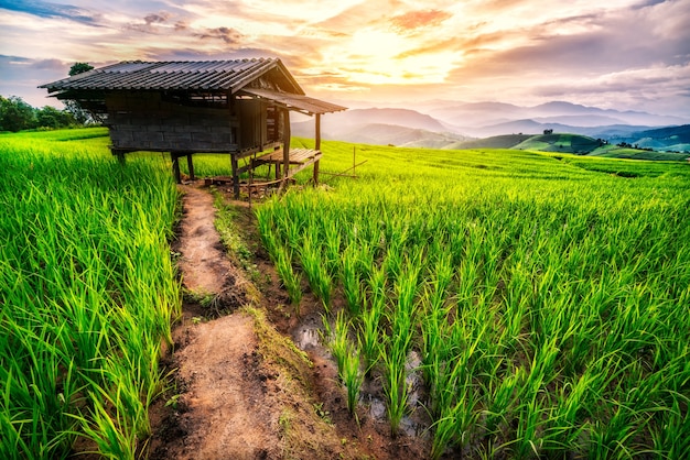 Farm sunset landscape.