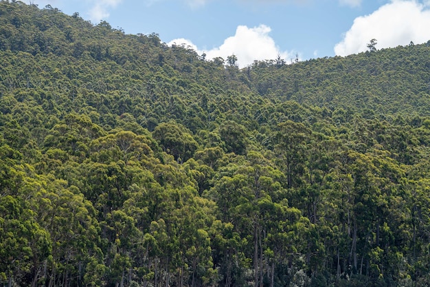 Farm surrounded by over a plantation of trees in a forestry farm in the bush in the mountains