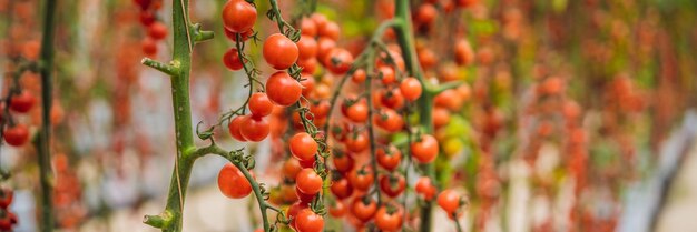 Ферма вкусных красных помидоров черри на баннере кустов длинного формата