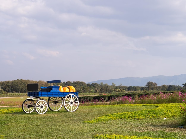 Farm wagon on green field