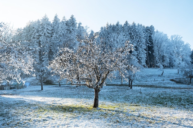 A farm in winter an apple tree in the snow the beautiful nature of Germany Bavaria Bodensee