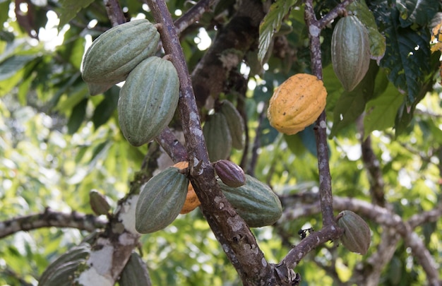 Foto fattoria con piantagione di cacao e frutti di cacao sugli alberi.