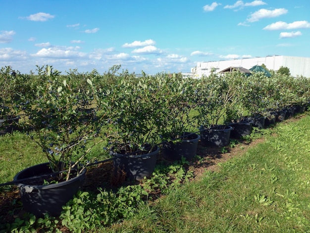 A farm with rows of ripening blueberry bushes in perspective Above them is a blue sky with white